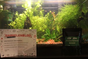 Garnelenblog Gewinn